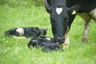 Castlefarm - Cow with calves